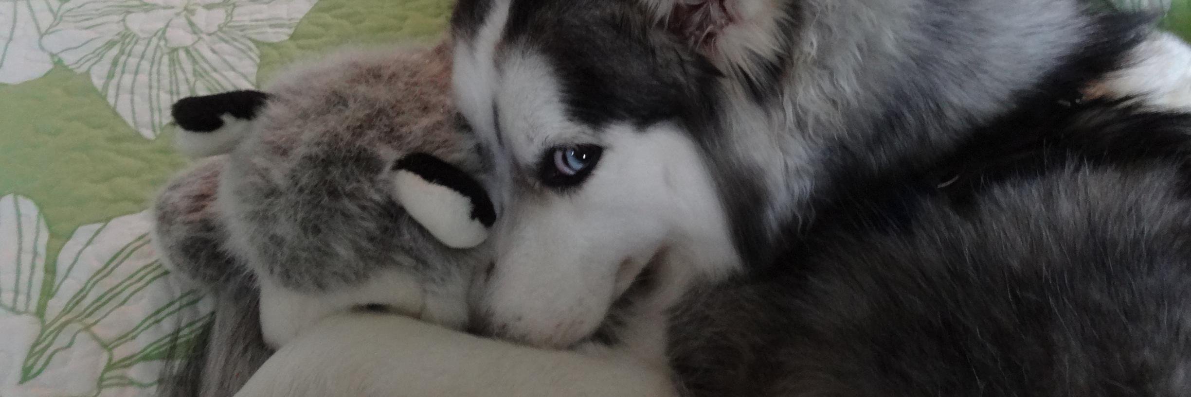 AWalk_Husky's profile banner image