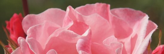 JoyofPlants's profile banner image