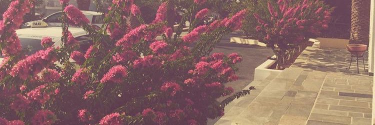 elviolet_'s profile banner image