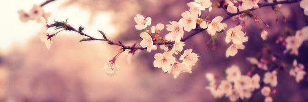 _RedMelody's profile banner image