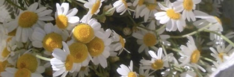 mariamd00's profile banner image