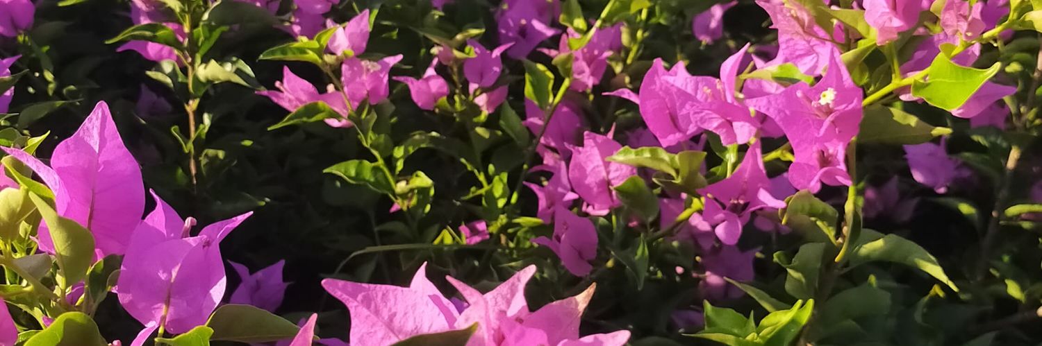 Aldravin's profile banner image