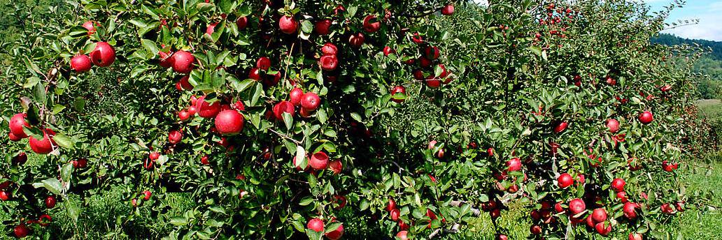 Northern VA Cider banner