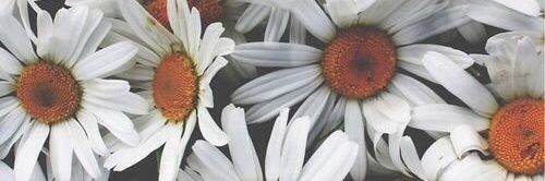 justincasx's profile banner image