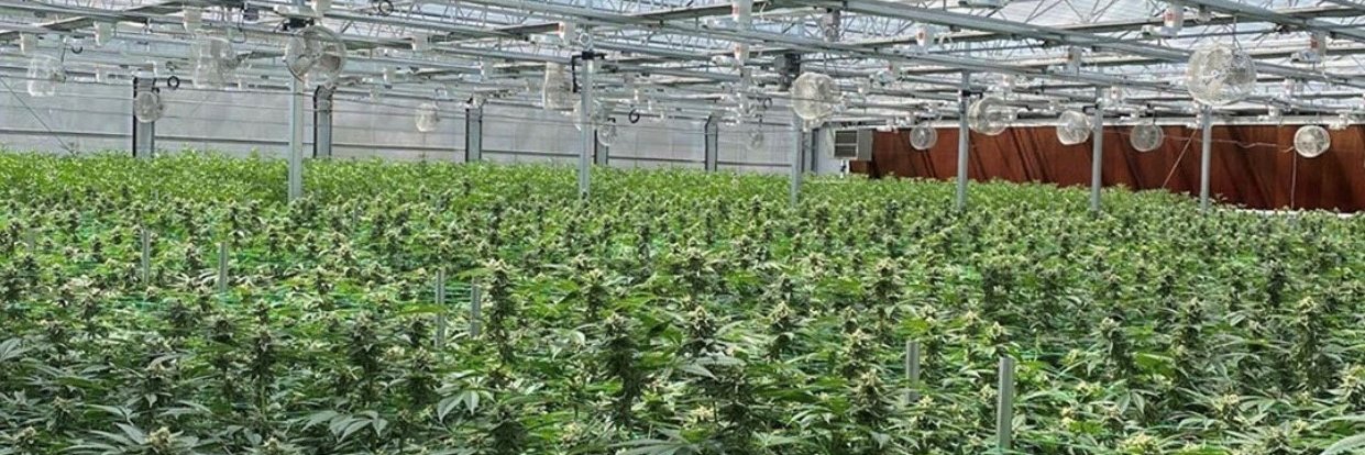 TheCannaPro's profile banner image