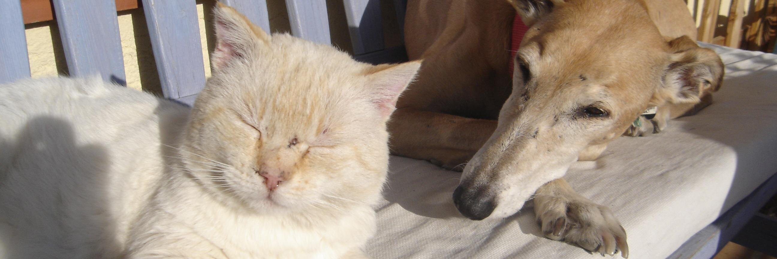 Andreu de Besora banner