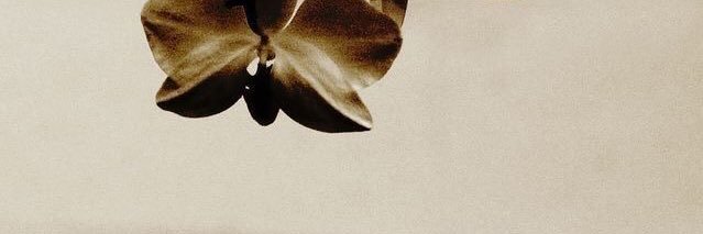 Alexia banner