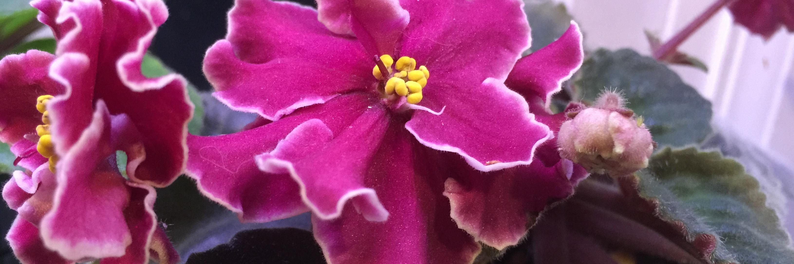 Sindee Weiss, MD MSEd FACP banner