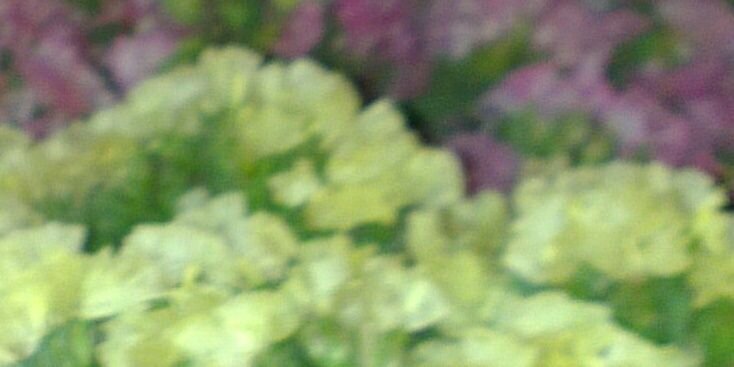ElisabettaVono's profile banner image