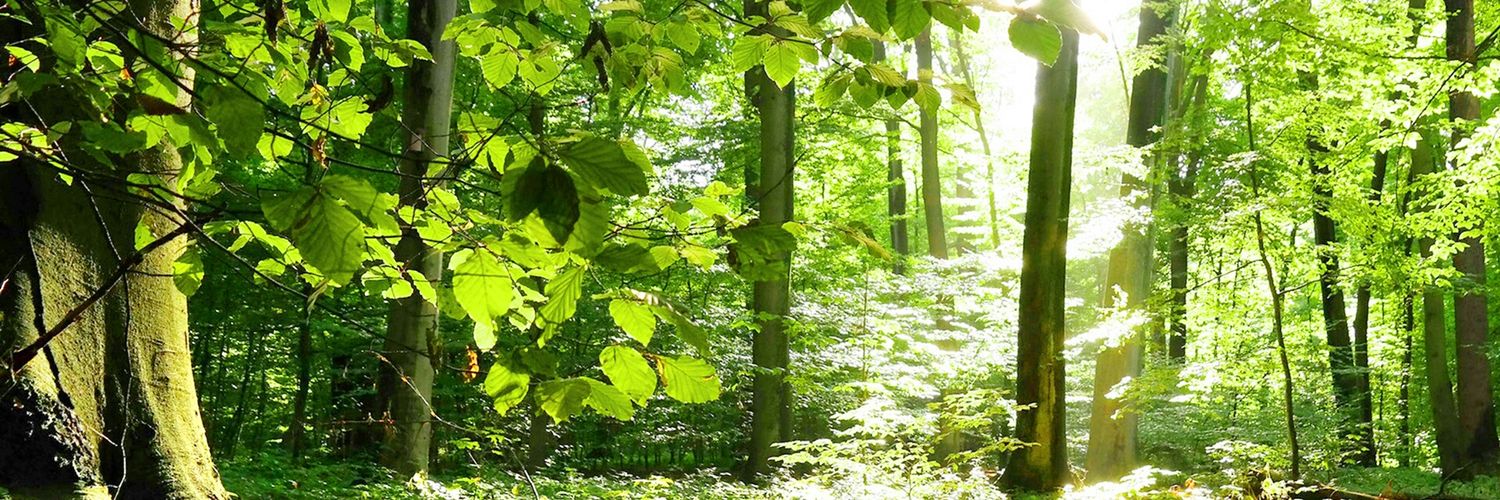 56_gezer's profile banner image