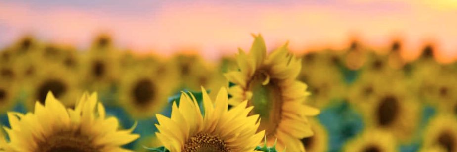 rachel_kkay's profile banner image