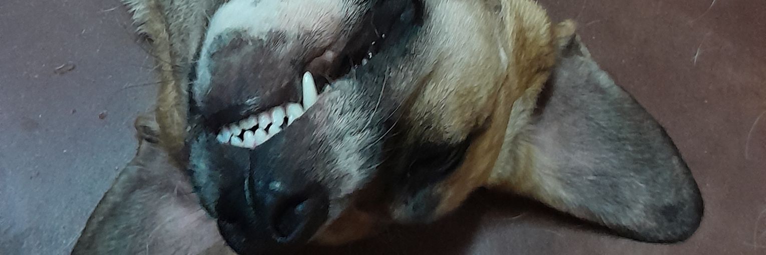 FTernovik's profile banner image