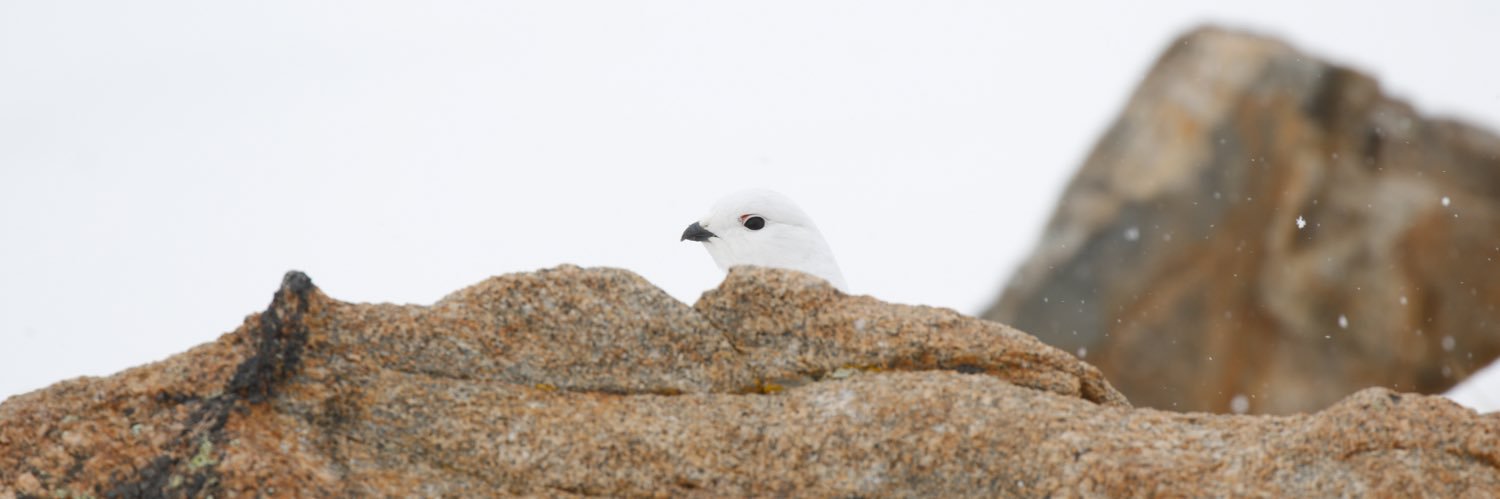 Birding_Project's profile banner image