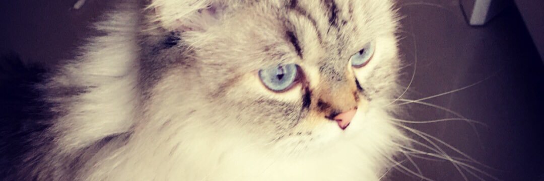 nutella_12's profile banner image