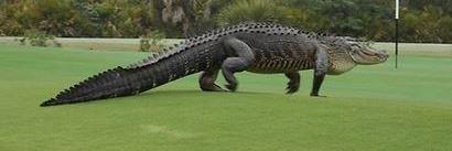 Christiana Smith banner