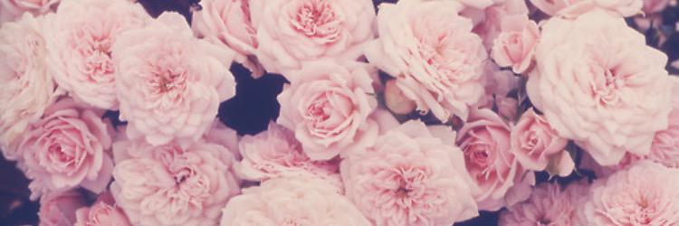 nataliemcdani's profile banner image