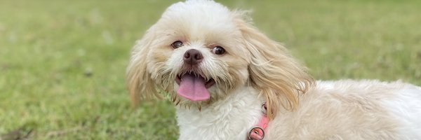 gu3des__ Profile Banner