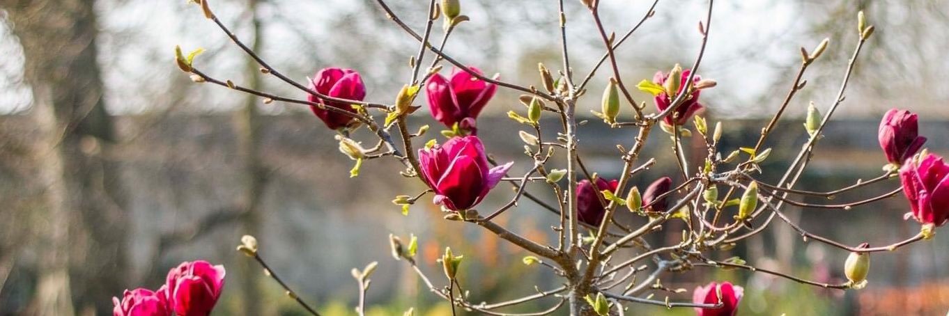 Laura Vera 🏥 banner