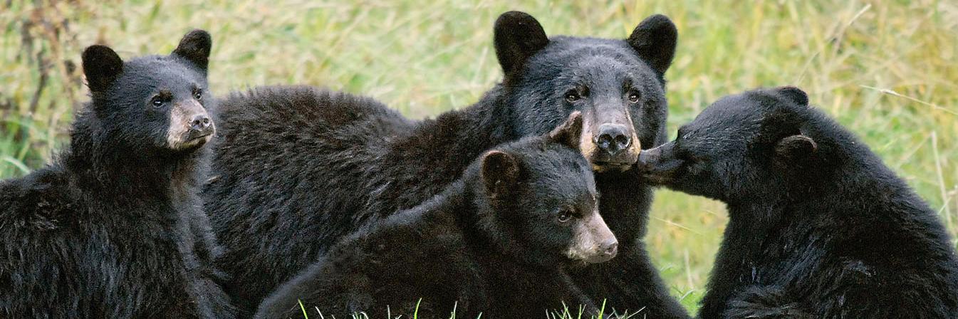 Bear Smart banner