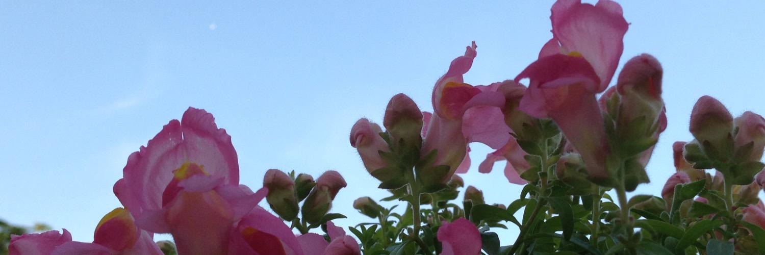 CatAmsterdam's profile banner image