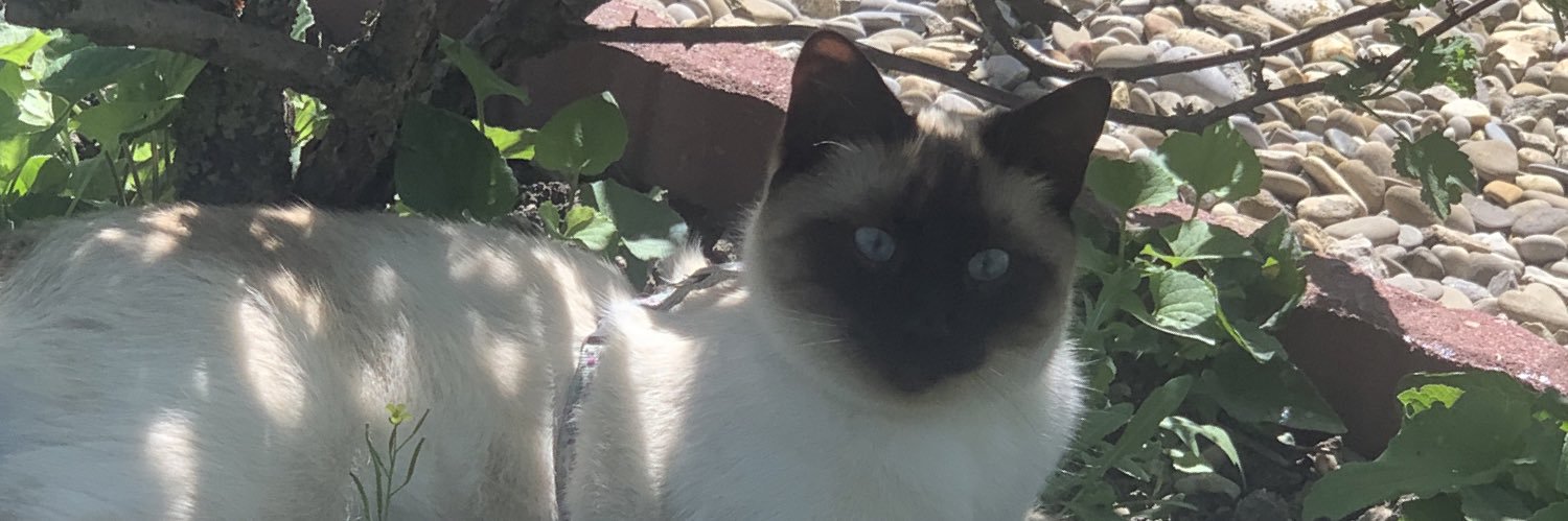 cococoiff's profile banner image