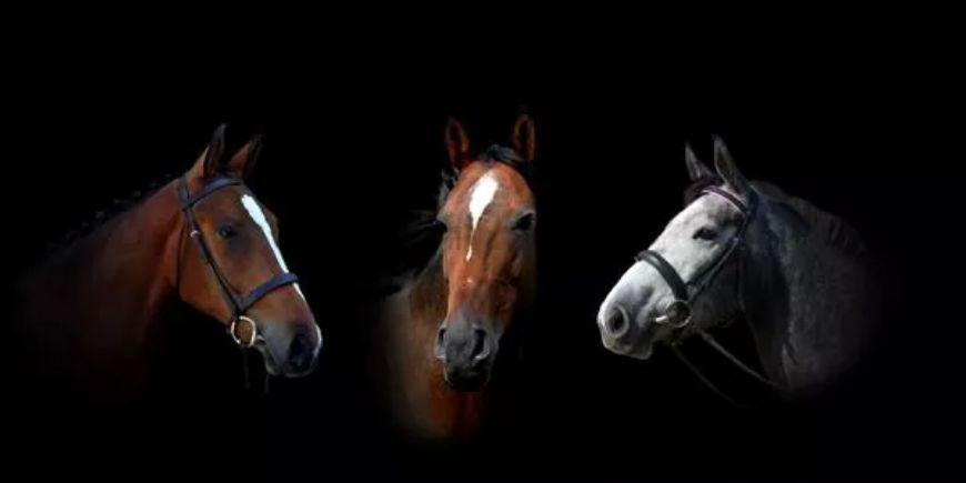 NBHorses's profile banner image