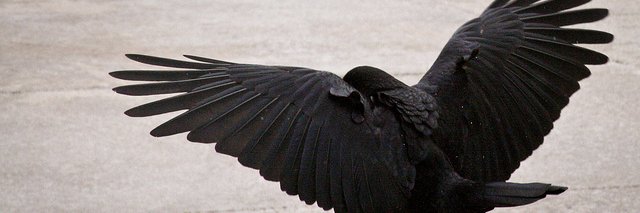 Cursed_Corvid98's profile banner image
