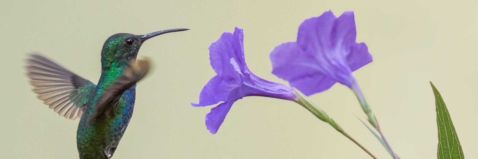 Sucrabuncha's profile banner image