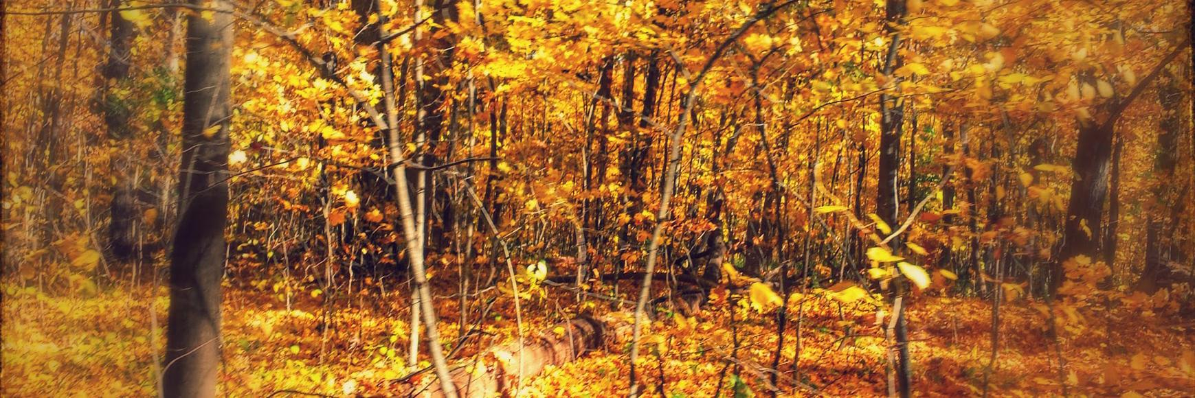 Sean Dennison banner