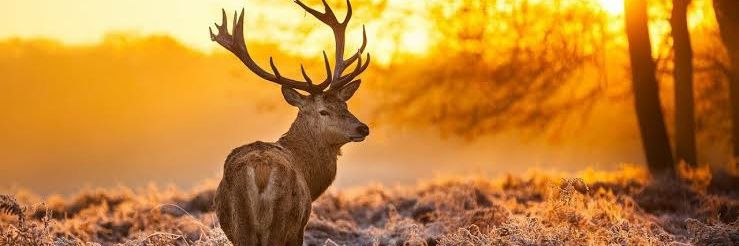Amreshlko9's profile banner image