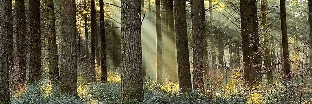 AltairSwan's profile banner image