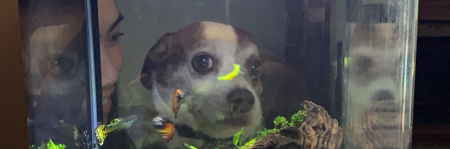 zoeltonn's profile banner image