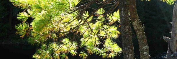 GreenOttawa Profile Banner