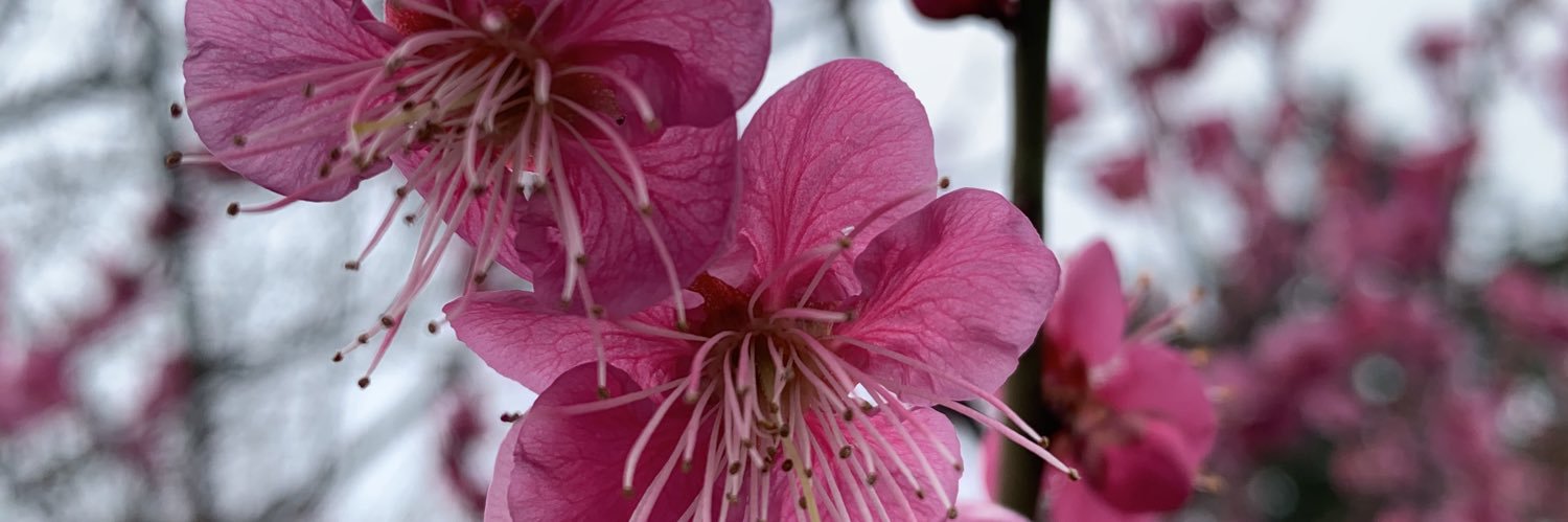 ntc6784's profile banner image