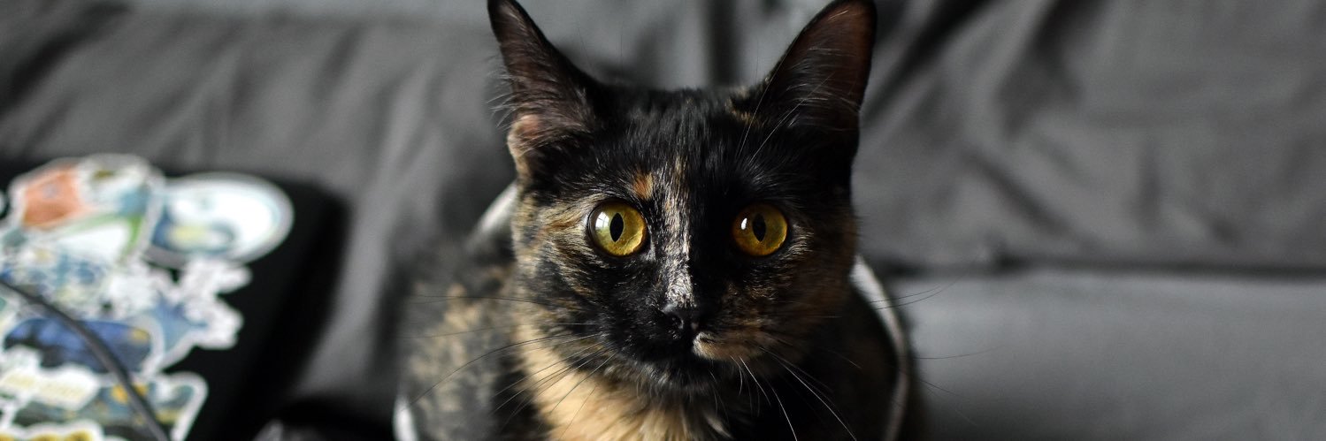 sydkwatk12's profile banner image