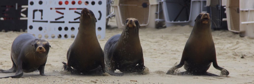 Pacific Marine Mammal Center banner