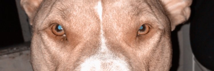 CeceBiebss's profile banner image
