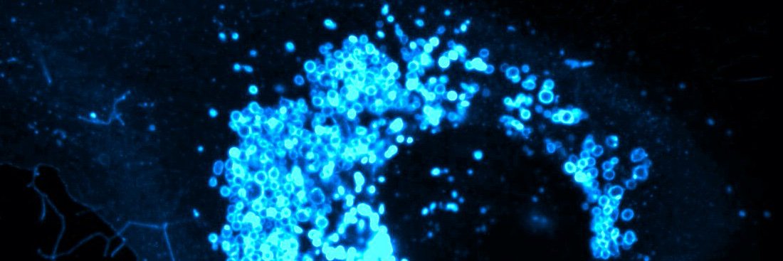limcy1_cellbio's profile banner image