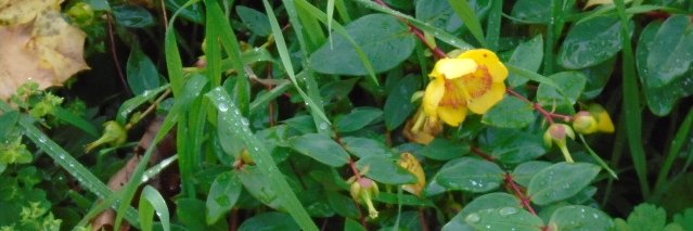 Helen Foreman banner