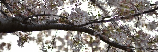 TheSomyaSeth Profile Banner