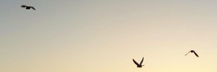 YeterMavis's profile banner image