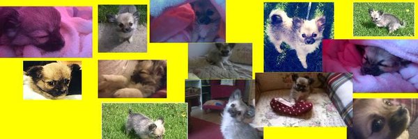 dogtheftaware Profile Banner