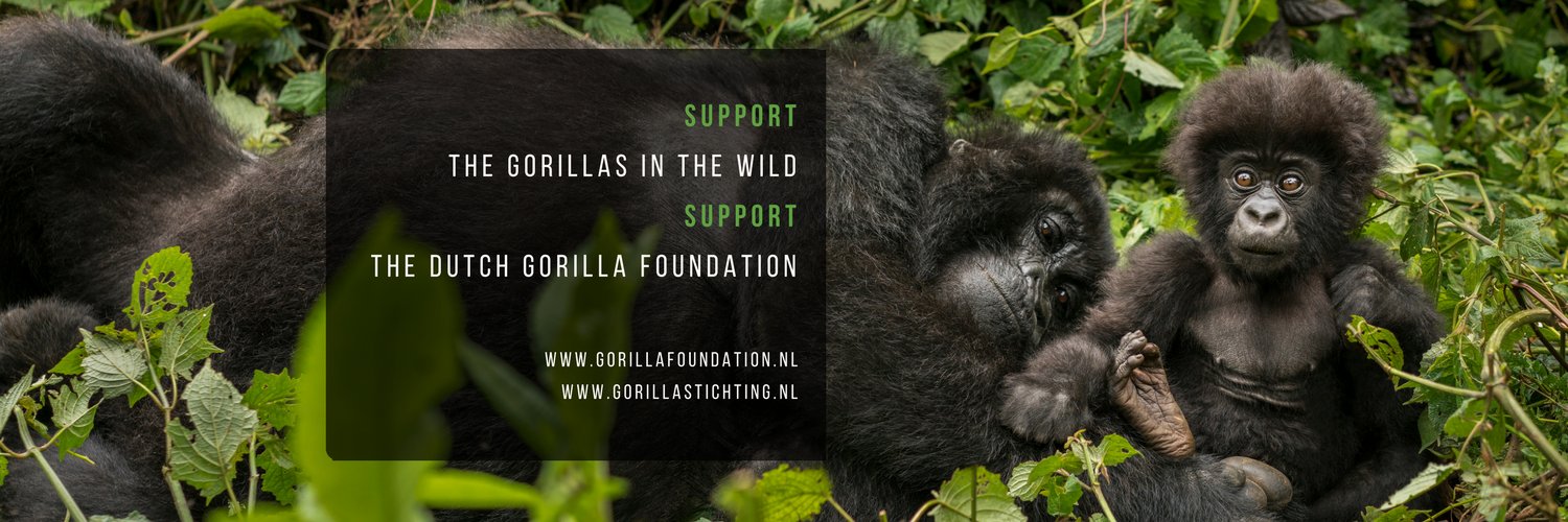 protectgorillas's profile banner image