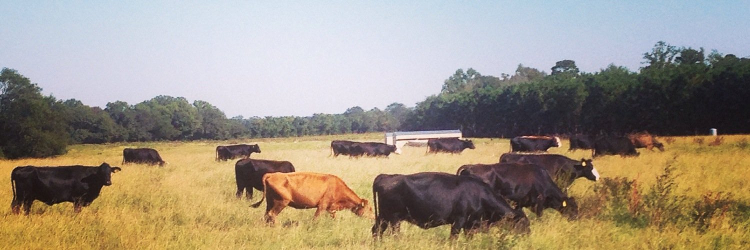 Alicia LaPorte banner