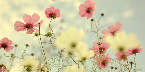 ChntyaLexia's profile banner image