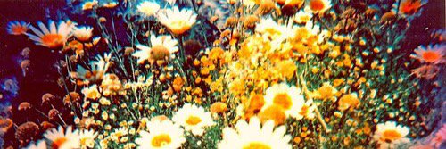 ARollBitch's profile banner image