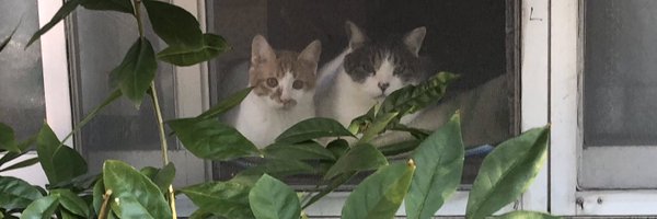 保護猫の蘭丸13歳♡リク5歳 Profile Banner