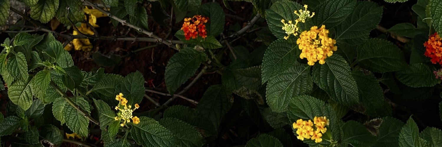 Nae🌝🌸 banner