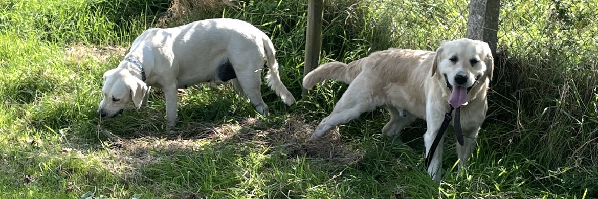 David G Laing banner