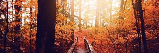 AllLivingThings🕊 banner